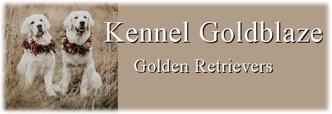 Kennel Goldblaze